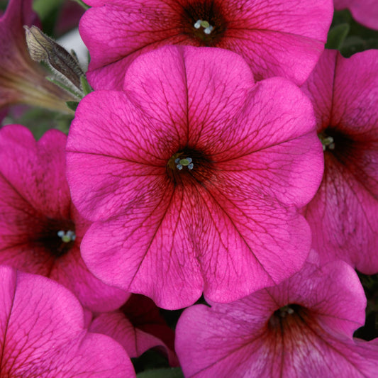 Supercal® Premium Purple Dawn Petchoa - Photo Courtesy of Ball Horticulure, Inc.