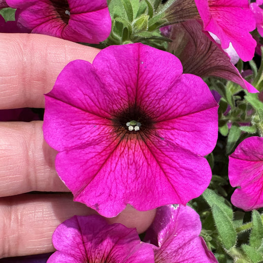 Supercal® Premium Purple Dawn Petchoa - Photo Property of Grden Crossings LLC