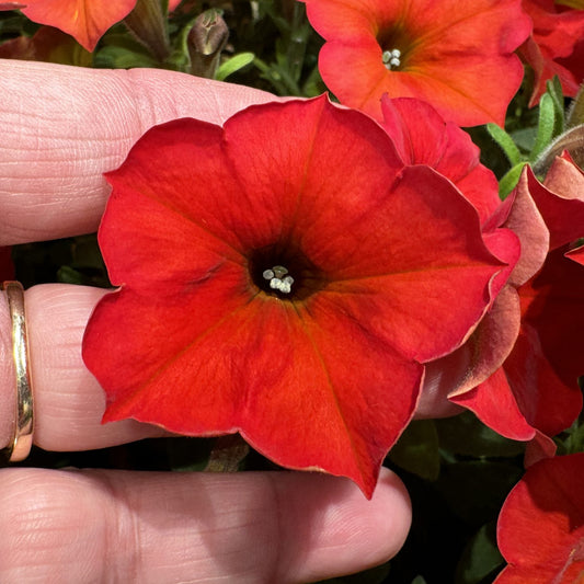 Supercal® Premium Red Maple Petchoa - Photo Property of Grden Crossings LLC