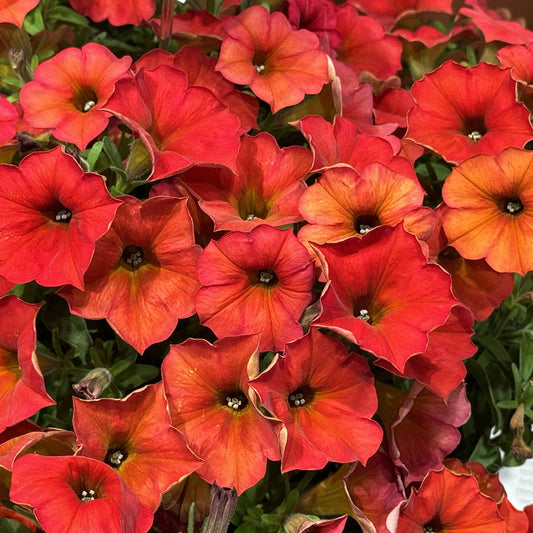 Supercal® Premium Red Maple Petchoa - Photo Property of Grden Crossings LLC