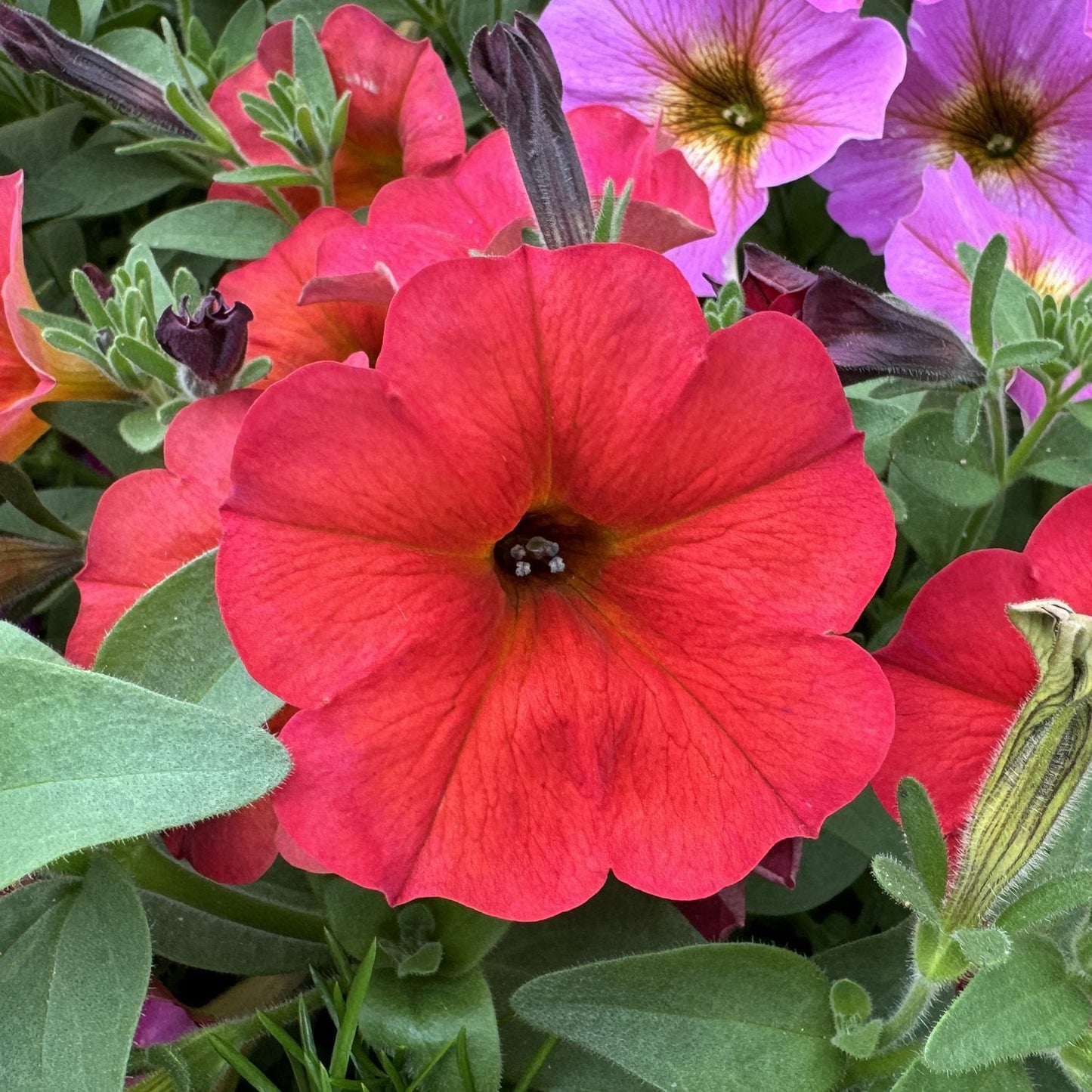 Close-up of a single Supercal® Premium Red Maple Petchoa in full bloom, showcasing its rich burgundy-red flowers among green leaves, with hints of purple petunias in the background - Photo Property of Garden Crossings LLC.