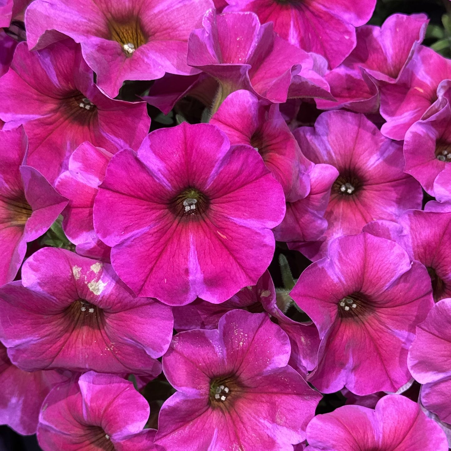 Supercal® Premium Rose Star Petchoa - Photo Property of Garden Crossings LLC