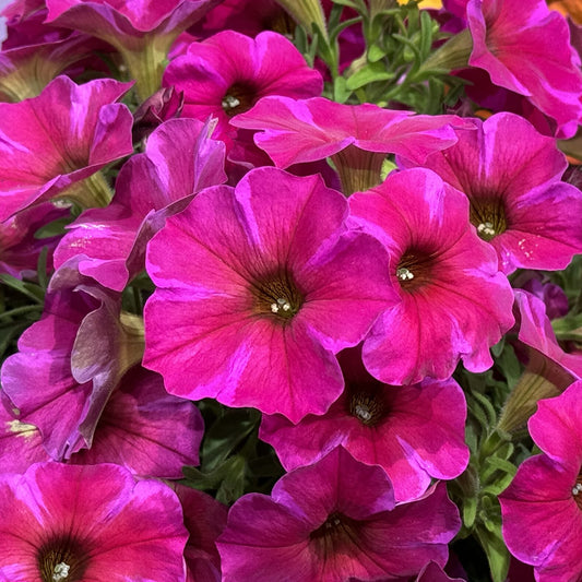 Supercal® Premium Rose Star Petchoa - Photo Property of Garden Crossings LLC