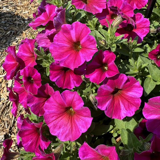 Supercal® Premium Rose Star Petchoa blooms in bright magenta, with green leaves and wood chips on the ground, thriving outdoors in sunlight - Photo Property of Garden Crossings LLC.