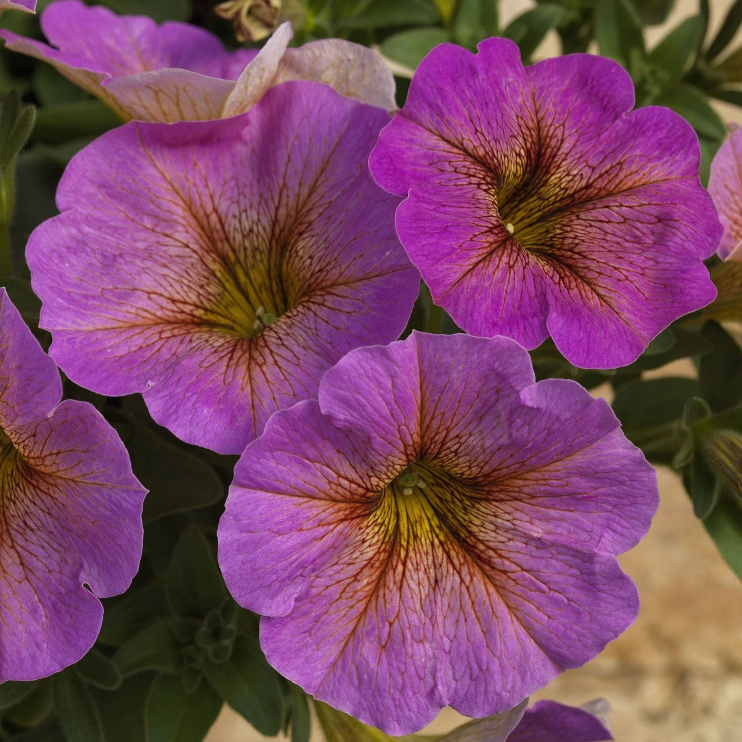 Close-up of four vibrant purple petunias with yellow and red-veined centers among green leaves, displayed with Supercal® Premium Sunray Pink Petchoa - Photo Courtesy of Ball Horticulture, Inc.