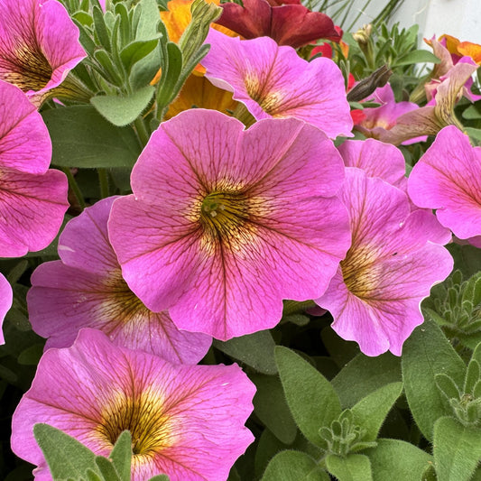 Supercal® Premium Sunray Pink Petchoa - Photo Property of Grden Crossings LLC