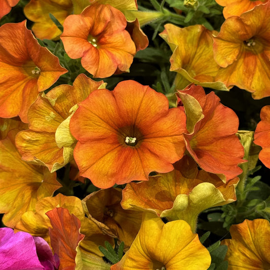 Supercal® Premium Sunset Orange Petchoa - Photo Property of Garden Crossings LLC