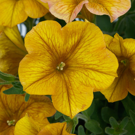 Supercal® Premium Yellow Sun Petchoa - Photo Courtesy of Ball Horticulure, Inc.