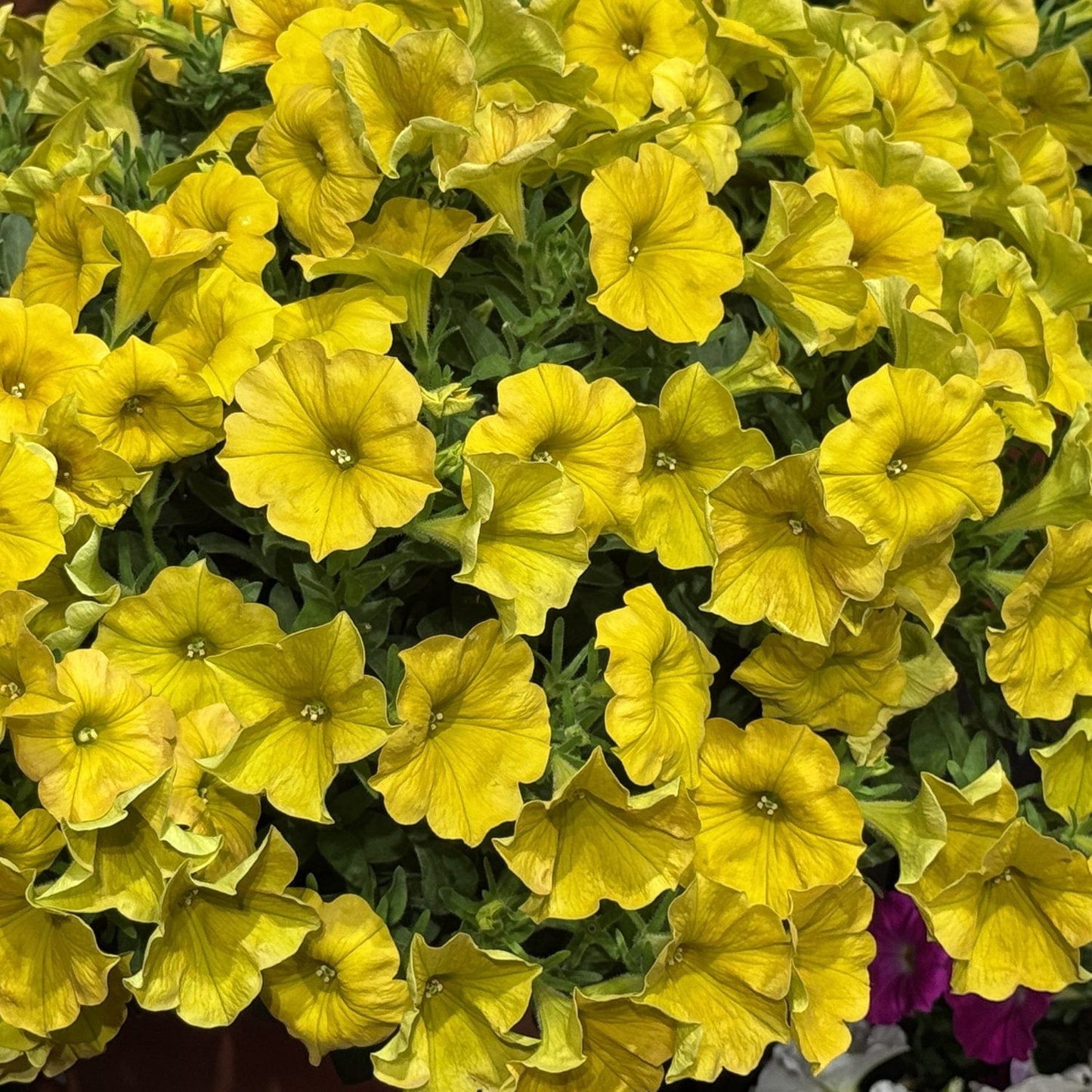 The Supercal® Premium Yellow Sun Petchoa showcases clusters of bright yellow blooms above lush green leaves, each flower featuring five soft, rounded petals for a cheerful display - Photo Property of Garden Crossings LLC.