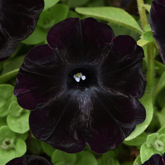 Starlet™ Velvet Petunia - Photo Courtesy of Ball Horticulure, Inc.