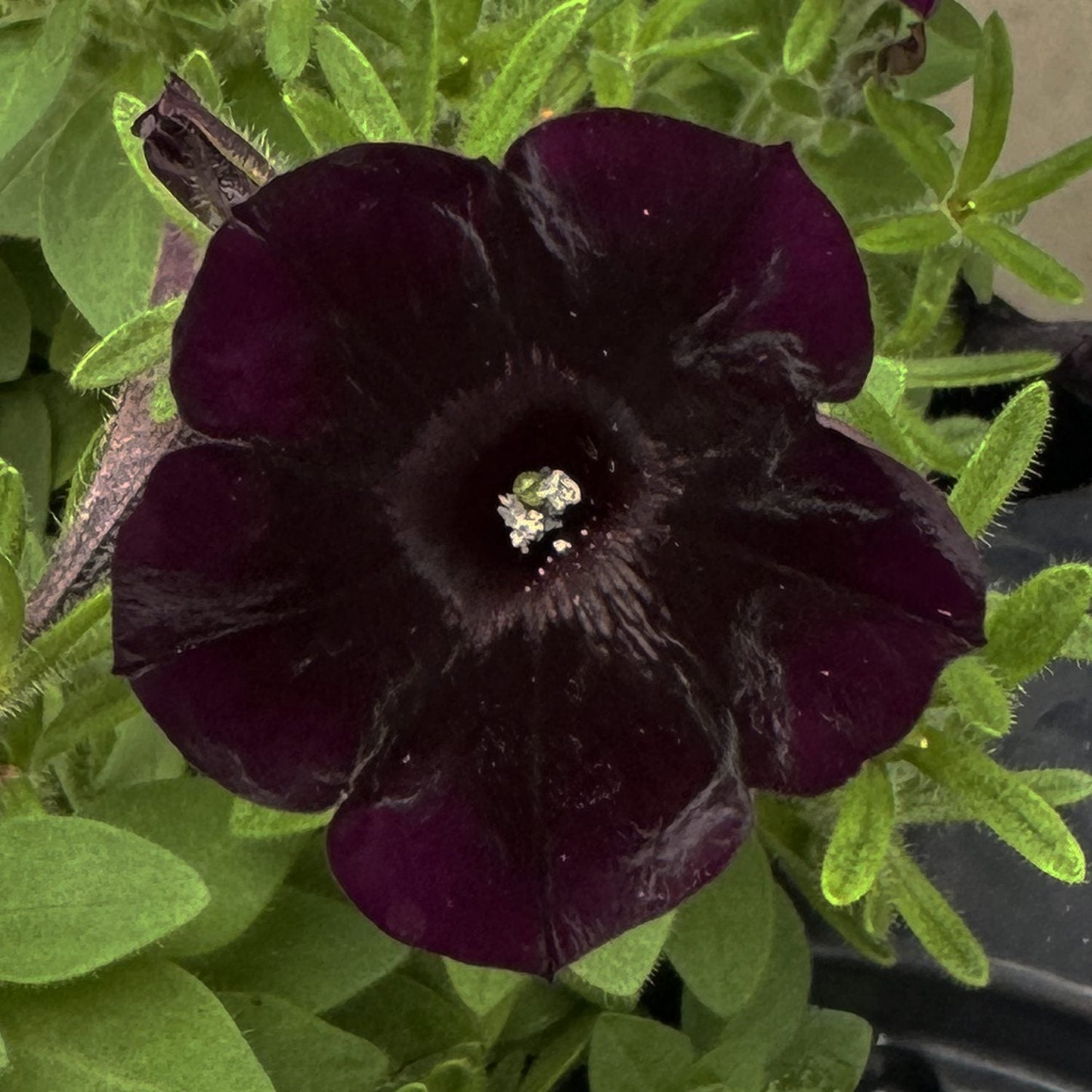 A close-up of a single deep purple, almost black Starlet™ Velvet Petunia with velvety petals, surrounded by green leaves and stems - Photo Property of Garden Crossings LLC.