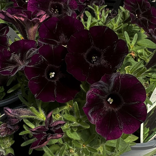 Starlet™ Velvet Petunia - Photo Property of Garden Crossings LLC