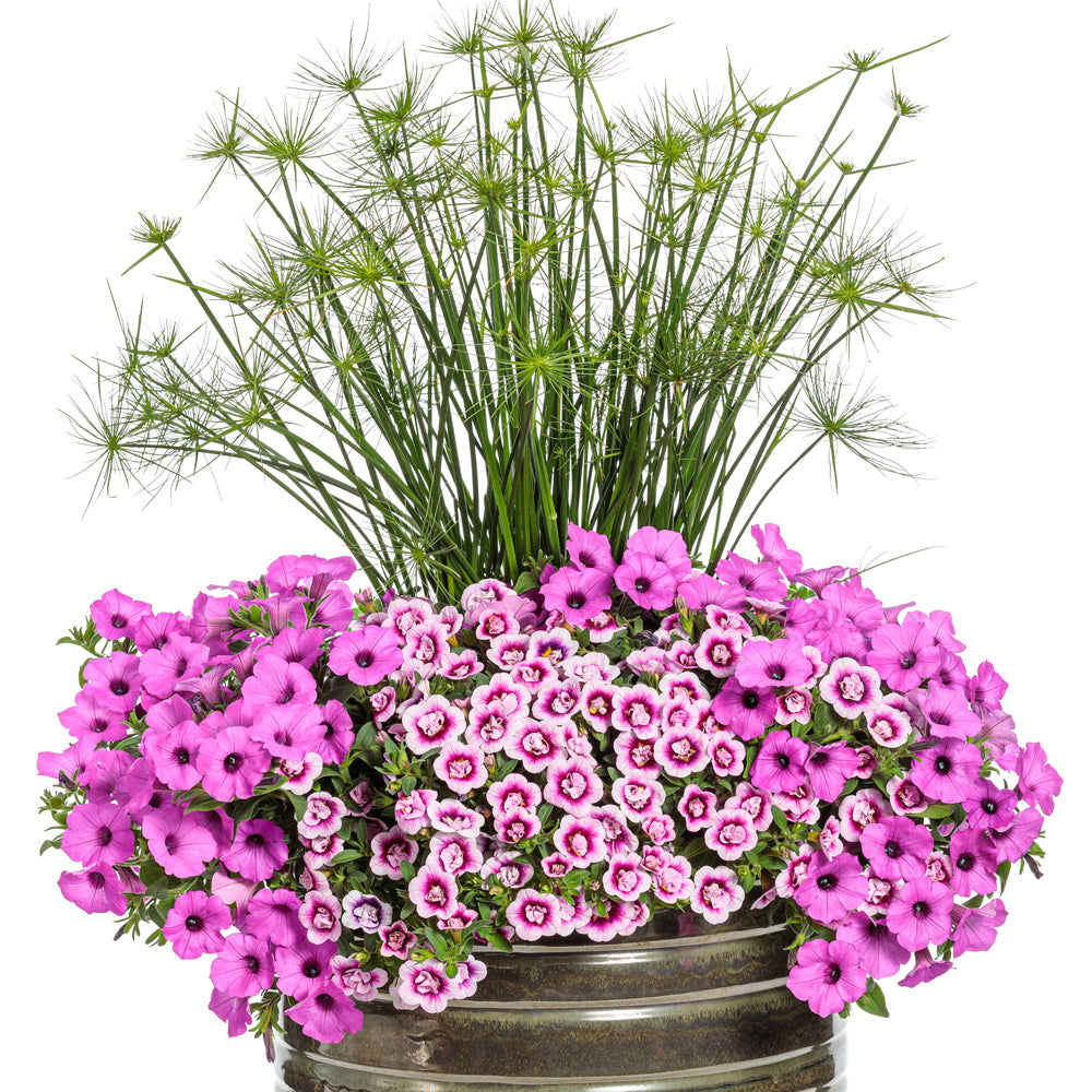 A metal planter with tall, spiky papyrus grass in the center, surrounded by pink and white petunias and Superbells® Double Smitten Pink™ Calibrachoa, displayed on a white background - Photo Courtesy of Proven Winners, Inc. Decorative pot not included.