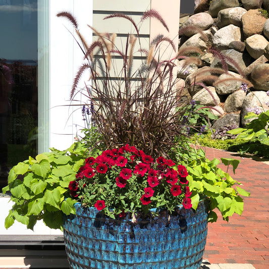 Supertunia® Black Cherry® Petunia - Photo Property of Garden Crossings LLC