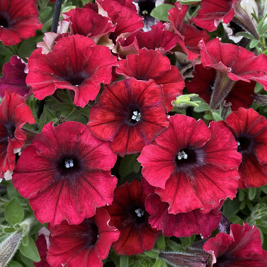 Supertunia® Black Cherry® Petunia - Photo Property of Garden Crossings LLC