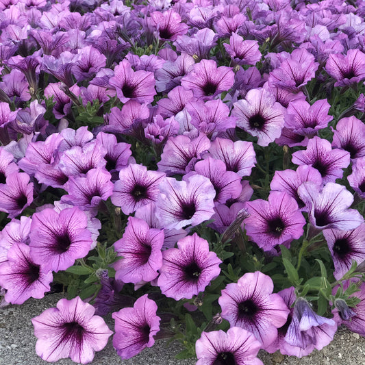 A dense bed of Supertunia® Bordeaux™ Petunia, with vibrant blooms and green leaves, creates a colorful, lush display - Photo Property of Garden Crossings LLC.