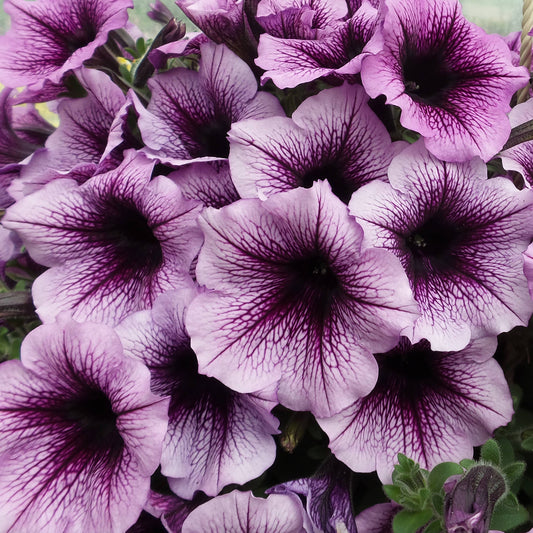 Supertunia® Bordeaux™ Petunia displays clusters of blooms with dark purple centers and veins, set against green leaves. Their petals softly transition from light lavender to deep purple at the center - Photo Property of Garden Crossings LLC.