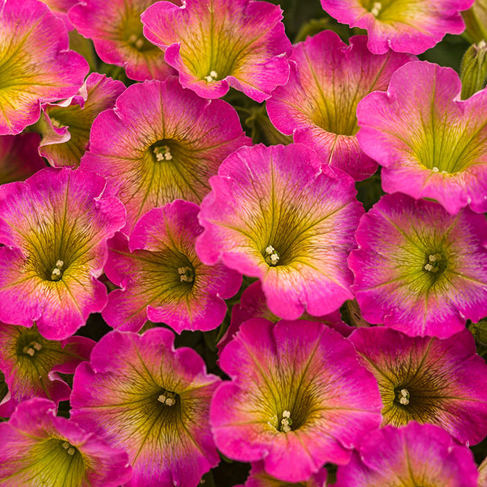 A cluster of Supertunia® Daybreak Charm Petunias with yellow-green centers and delicate petals fills the frame - Photo Courtesy of Proven Winners, Inc.