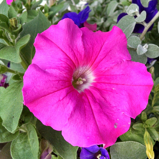 Supertunia® Giant Pink Petunia - Photo Property of Garden Crossings LLC