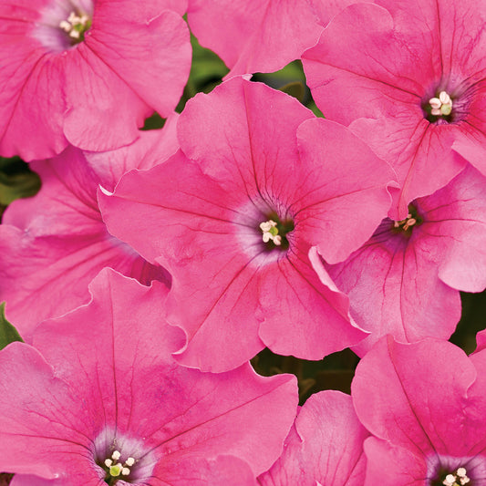 Supertunia® Giant Pink Petunia - Photo Courtesy of Proven Winners, Inc.