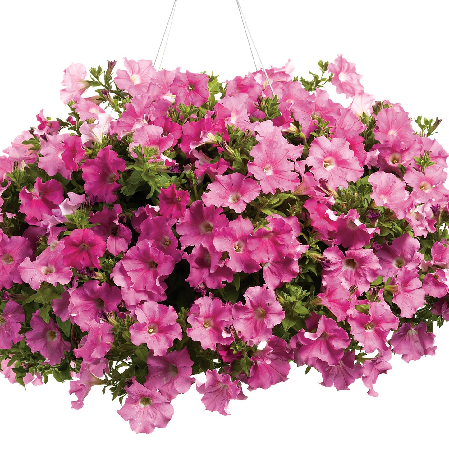 A Supertunia® Giant Pink Petunia hanging basket bursts with vibrant, giant pink blooms and lush green foliage, creating a stunning floral display - Photo Courtesy of Proven Winners, Inc. Hanging basket not included.