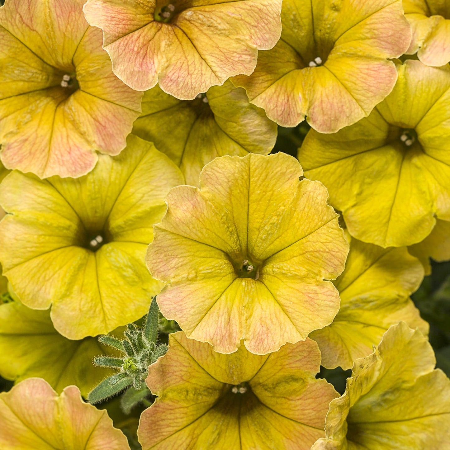 A cluster of Supertunia® Honey™ Petunia showcases yellow blooms with soft pink veins and green foliage, providing a vibrant and detailed close-up view - Photo Courtesy of Proven Winners, Inc.