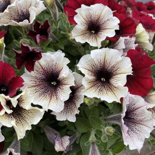 A cluster of Supertunia® Latte™ Petunia blooms with creamy petals and rich purple veins, nestled among deep red petunias and green foliage, creating a colorful and vibrant ground cover in full bloom - Photo Property of Garden Crossings LLC.