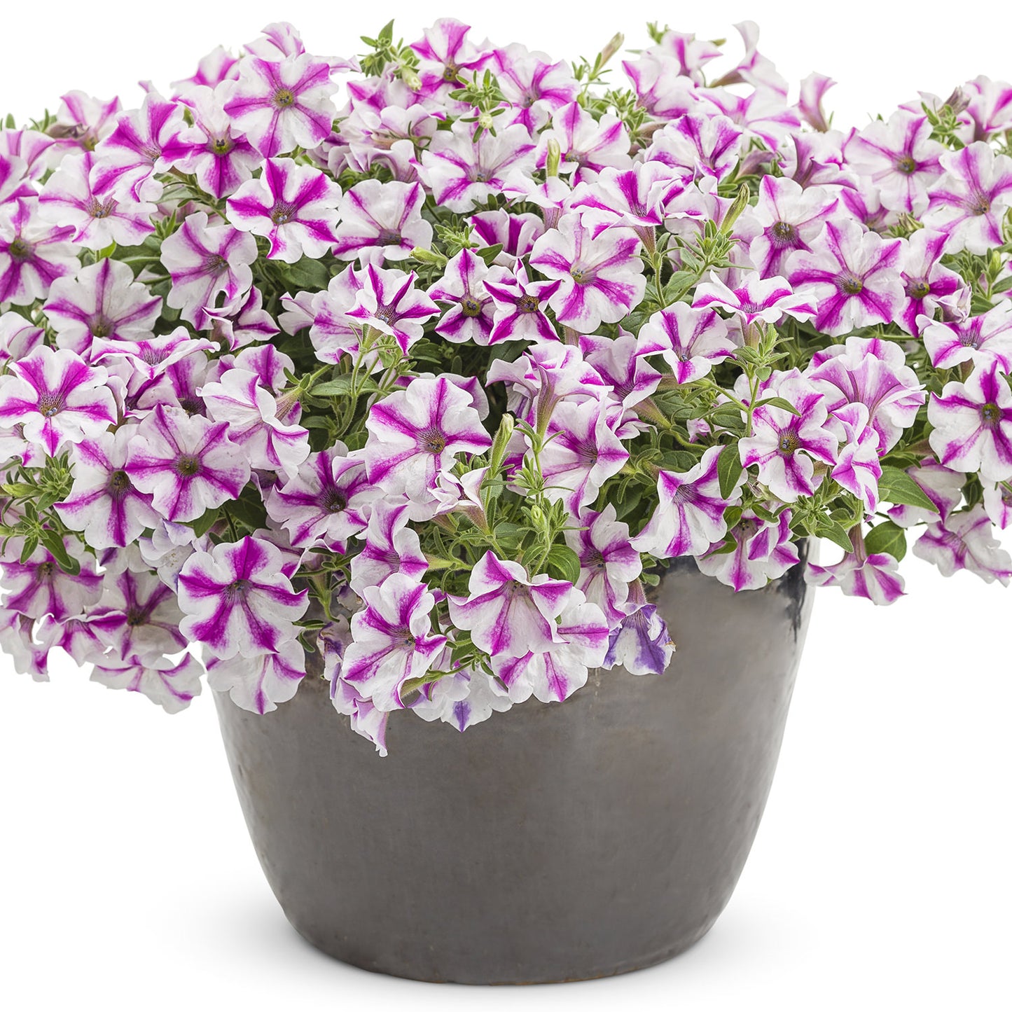 Supertunia® Lovie Dovie™ Petunia - Photo Courtesy of Proven Winners, Inc.