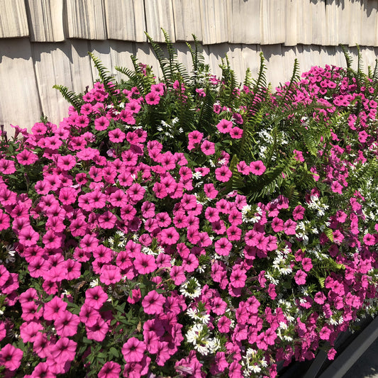 Supertunia® Mini Vista® Hot Pink Petunia - Photo Property of Garden Crossings LLC