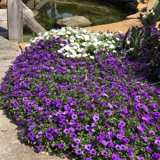 Supertunia® Mini Vista® Indigo Petunia - Photo Property of Garden Crossings LLC
