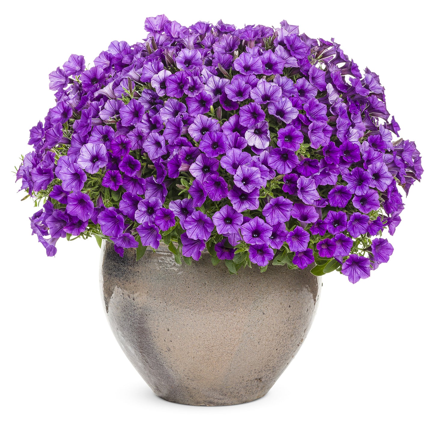 Supertunia® Mini Vista® Indigo Petunia - Photo Courtesy of Proven Winners, Inc.