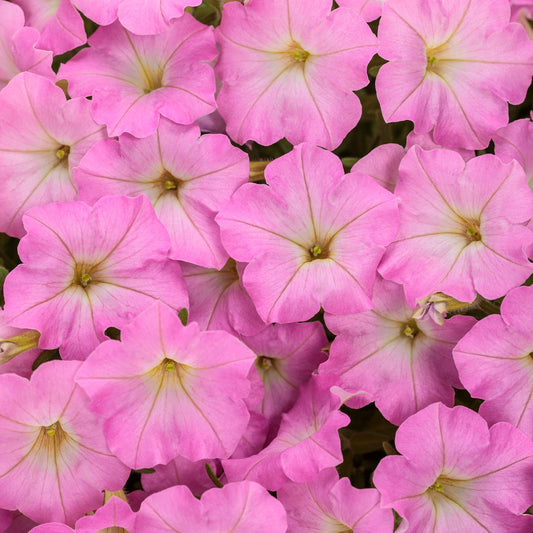 Supertunia Mini Vista® Pink Cloud Petunia - Photo Courtesy of Proven Winners, Inc.