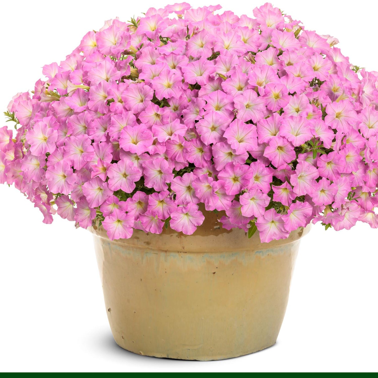 A beige ceramic pot brims with blooming Supertunia Mini Vista® Pink Cloud Petunias, their pink flowers forming a vibrant annual groundcover that nearly hides the green leaves beneath - Photo Courtesy of Proven Winners, Inc. Decorative pot not included.