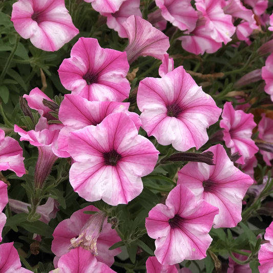 Supertunia® Mini Vista® Pink Star Petunia - Photo Property of Garden Crossings LLC