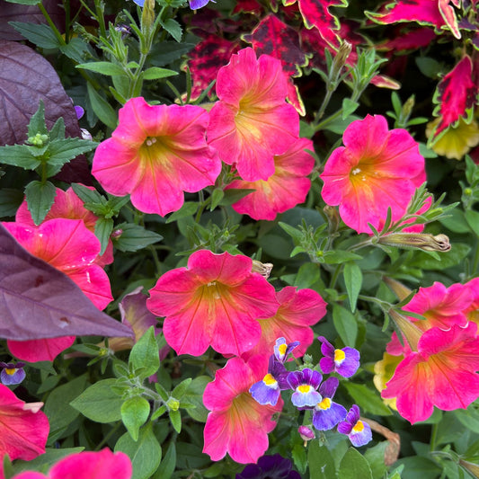 Supertunia® Persimmon Petunia features bright pink and yellow bi-colored blooms among green leaves, with colorful flowers and foliage in the background, creating a vibrant garden scene perfect for container planting. - Photo Property of Garden Crossings LLC.
