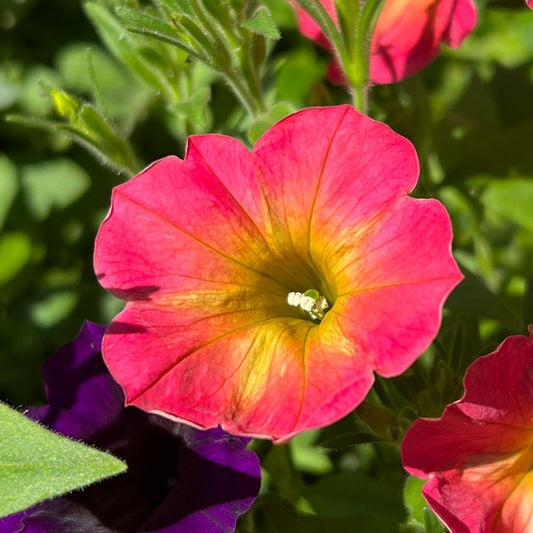 Supertunia® Persimmon Petunia - Photo Property of Garden Crossings LLC