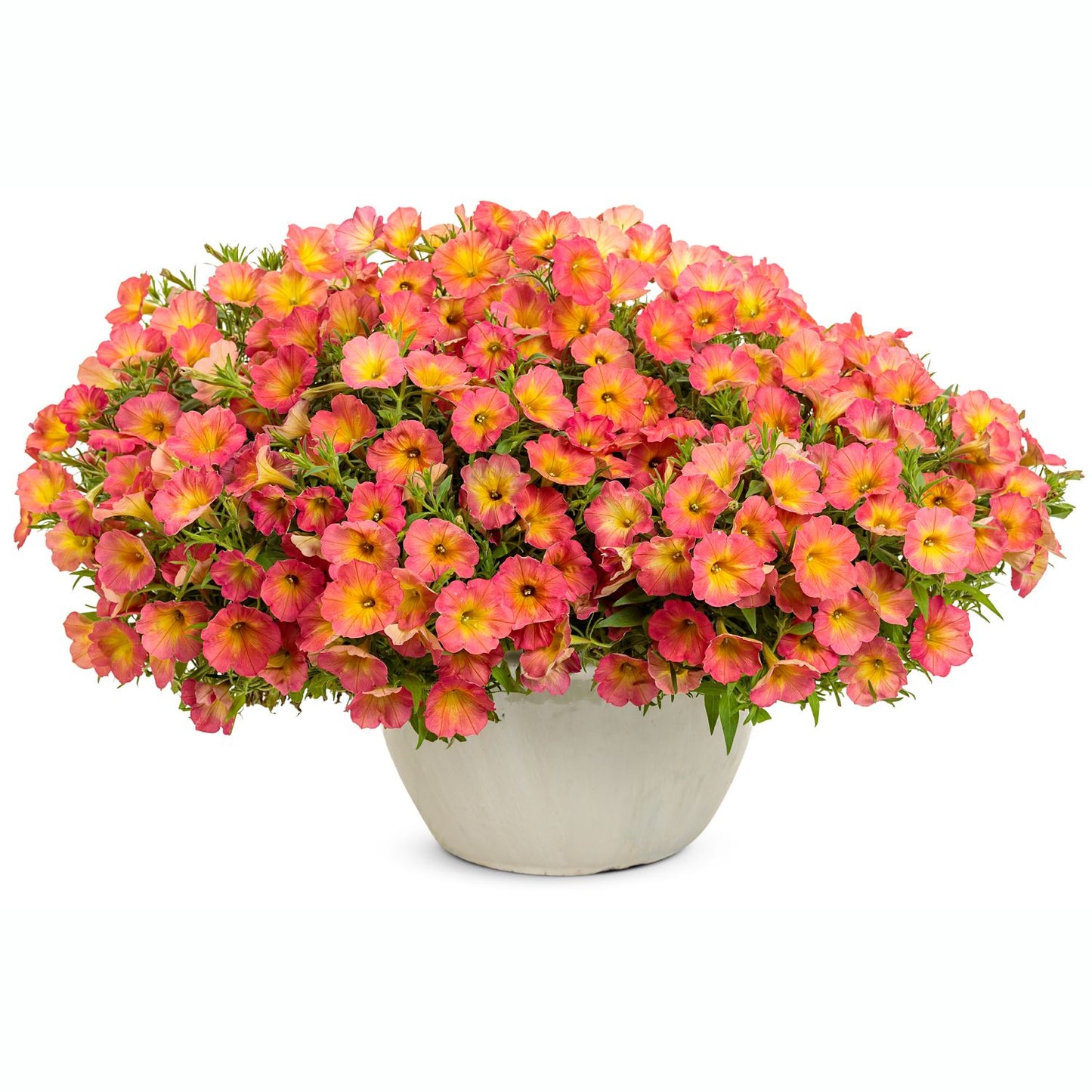 A white pot filled with Supertunia® Persimmon Petunia—vibrant pink and yellow blooms, including striking bi-colored flowers—set against a plain white background - Photo Courtesy of Proven Winners, Inc. Decorative pot not included.