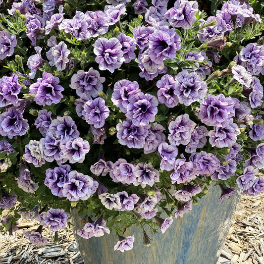 A large pot brimming with Supertunia® Priscilla® Petunias, featuring double ruffled blooms, sits outdoors on wood chips, surrounded by lush green leaves - Photo Property of Garden Crossings LLC. Decorative pot not included.
