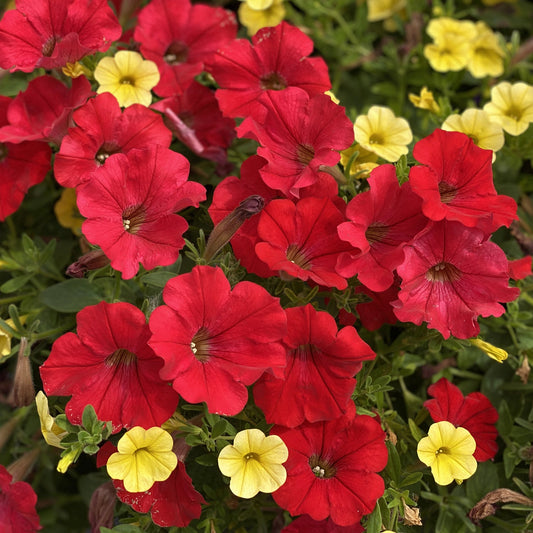 A cluster of Supertunia® Really Red Petunia flowers in full bloom dominates the image, accented by smaller yellow blossoms among green foliage, highlighting the vivid color and lush habit of this popular trailing petunia - Photo Property of Garden Crossings LLC.
