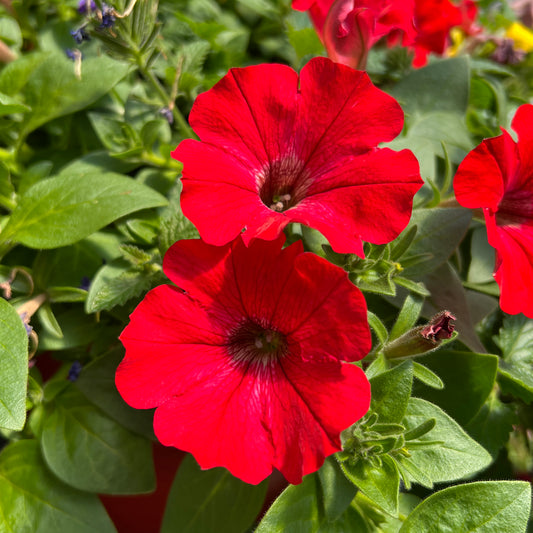 Supertunia® Really Red Petunia - Photo Property of Garden Crossings LLC