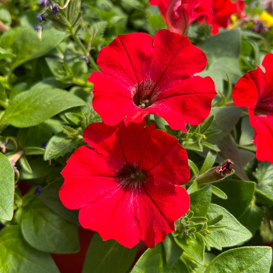 Two vibrant Supertunia® Really Red Petunia flowers in full bloom are surrounded by lush green leaves, with more red blooms and buds visible in the background - Photo Property of Garden Crossings LLC.