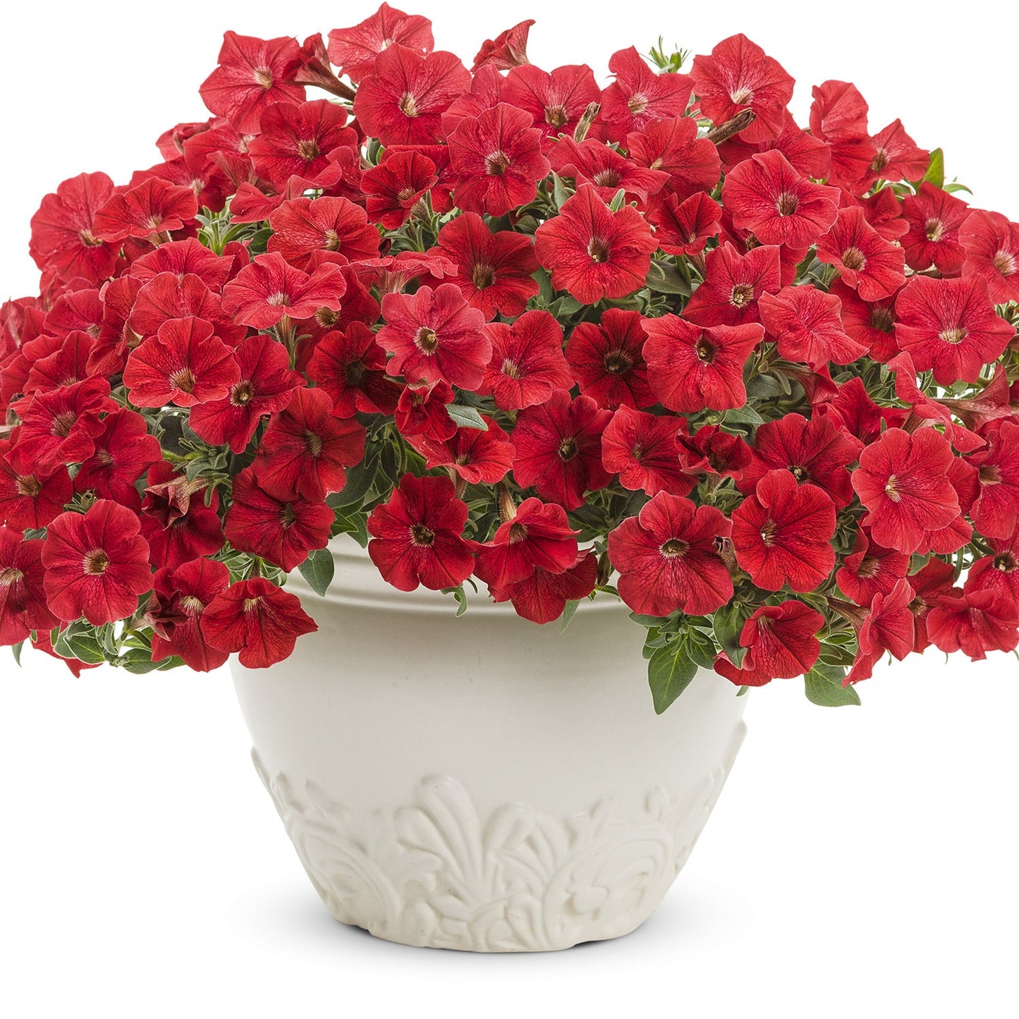 A white decorative pot with lush Supertunia® Really Red Petunias in full bloom, their vivid red flowers and green leaves trailing over the edge. The background is plain and white - Photo Courtesy of Proven Winners, Inc. Decorative pot not included.