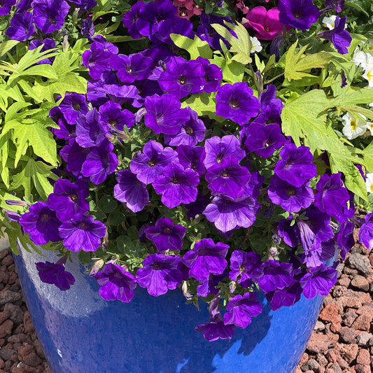 Supertunia® Royal Velvet® Petunia - Photo Property of Garden Crossings LLC