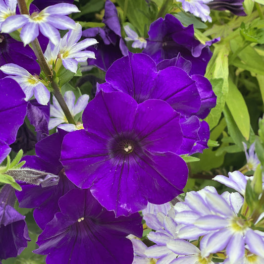 Supertunia® Royal Velvet® Petunia - Photo Property of Garden Crossings LLC