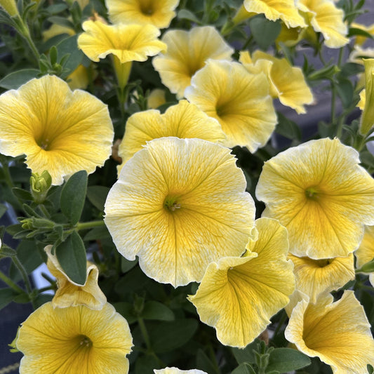 A cluster of Supertunia® Saffron Finch™ Petunia flowers features pale yellow petals with darker centers, surrounded by green leaves - Photo Property of Garden Crossings LLC.