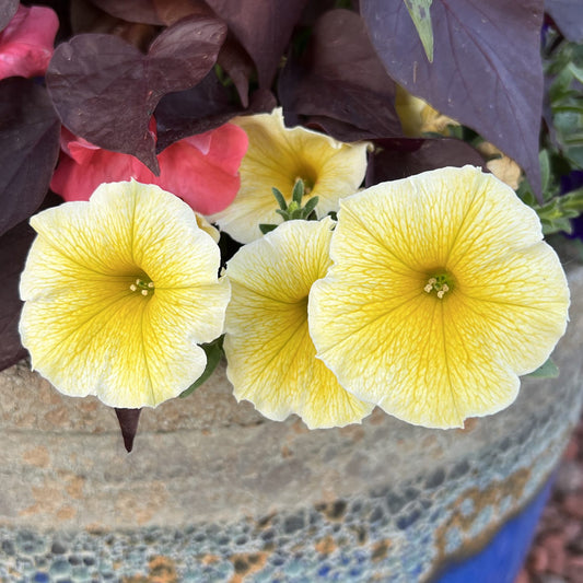 Supertunia® Saffron Finch™ Petunia - Photo Property of Garden Crossings LLC