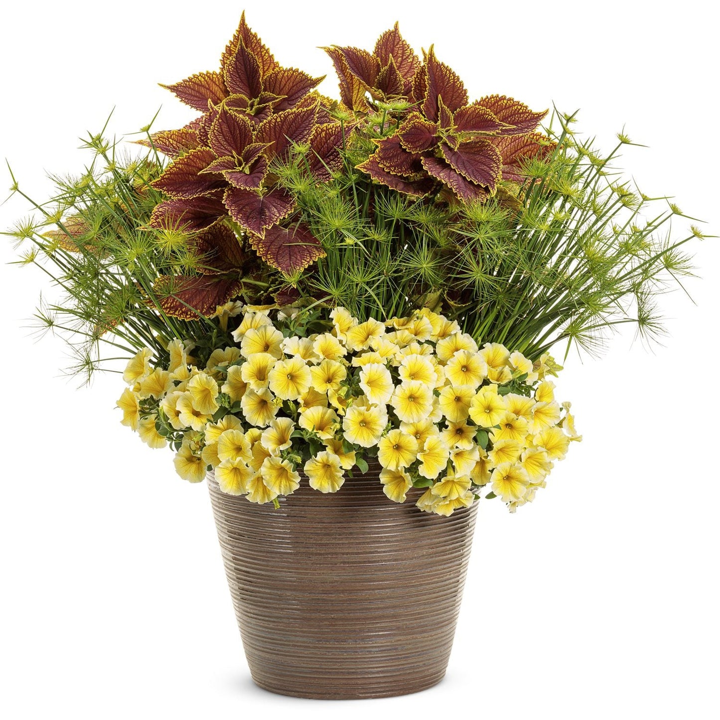 A brown-striped planter features yellow Supertunia® Saffron Finch™ Petunia, spiky green papyrus grass, and maroon coleus with green edges, arranged in layers for a vibrant mounding display - Photo Courtesy of Proven Winners, Inc. Decorative pot not included.