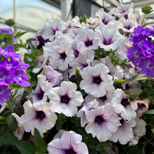 Supertunia® Blue Veined Petunia - Photo Property of Garden Crossings LLC