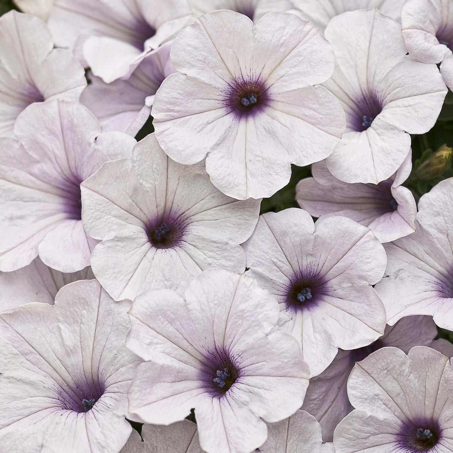 Close-up of several pale lavender Supertunia® Silver Petunia blooms with delicate petals and dark purple centers, overlapping to fill the frame - Photo Courtesy of Proven Winners, Inc.
