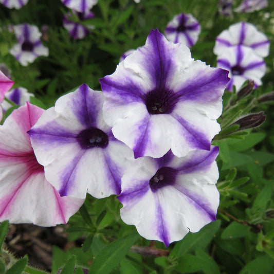 Supertunia® Mini Vista® Violet Star Petunia - Photo Property of Garden Crossings LLC